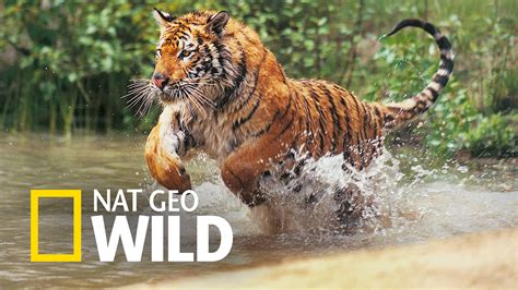 In rural western kentucky, three women have taken on the responsibility to care for wild animals that are injured, orphaned, or in need, with the ultimate goal of returning them back to the wild. Nat Geo Wild | Full HD Pictures