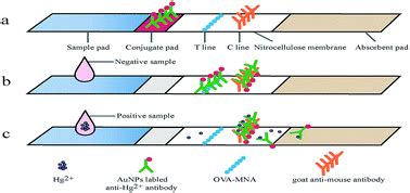 Development Of An Immunochromatographic Strip Test For Rapid Detection