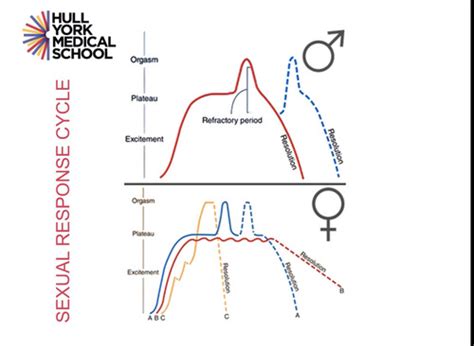 The Physiology Of Sex And The Sexual Response Flashcards Quizlet