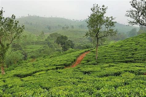 2023 Walk Amidst Nature Wayanad A Guided Experience