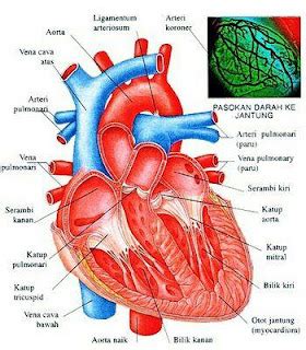 Teori Anatomi Jantung Kumpulan Artikel The Best Porn Website