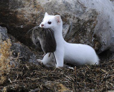 baby weasel long tailed wasel  caught  prey  catch   day animalia