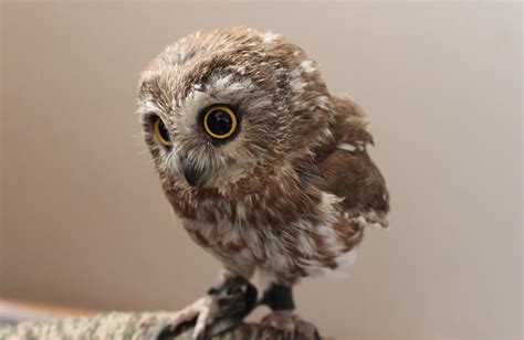 1000 Images About Baby Owls On Pinterest Baby Owls