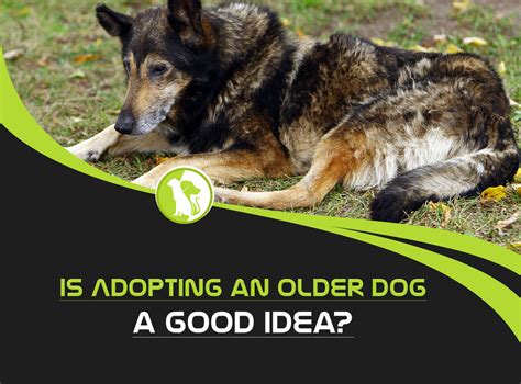 Should You Adopt Older Dogs