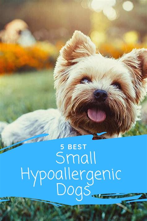 5 Best Small Hypoallergenic Dogs That Are Perfect Hypoallergenic Dogs