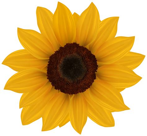 Sunflower Sunflowers Png Bouquet Transparent Images Free Download