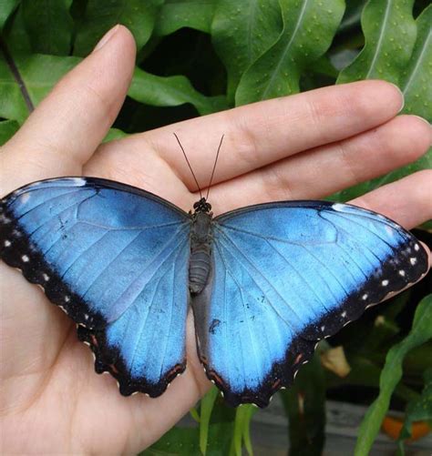 Butterfly Gallery: Beautiful Wings Take Flight | Blue morpho butterfly, Butterfly species, Butterfly