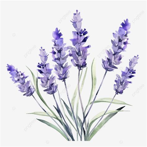 Acuarela Flor De Lavanda Clip Art PNG Lavanda Púrpura Violeta PNG