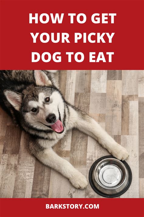 How Can You Get Your Picky Dog To Eat Check Out The Best Foods For