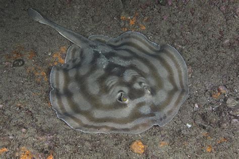 Spot On Spot Round Ray Information And Picture Sea Animals