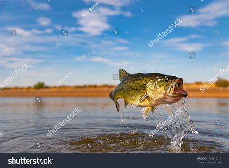 Real Largemouth Bass Fish