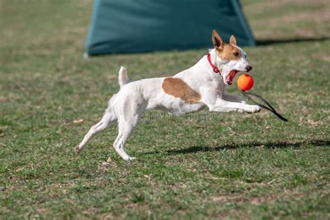 Dog Jumping In The Air Catching Ball Stock Image Image Of Catch