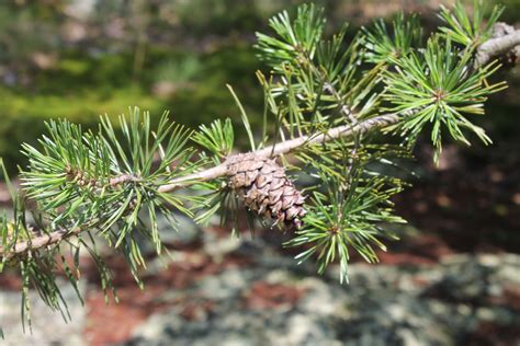 Virginia Pine Trees Care And Growing Guide
