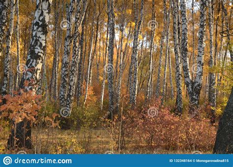 Birch Trees In The Autumn Forest Stock Photo Image Of Seasons Nature