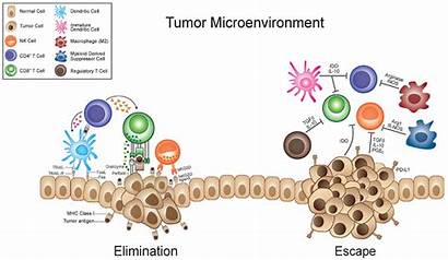 Tumor Microenvironment Immune Cancer Cell Cells Therapy