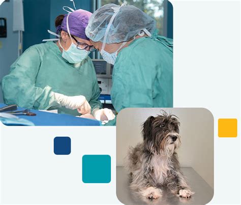 Neurologic Surgery Chesapeake Veterinary Surgical Specialists Md