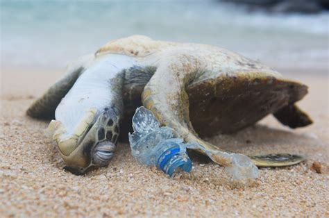 Top 185 Animals Dying From Pollution