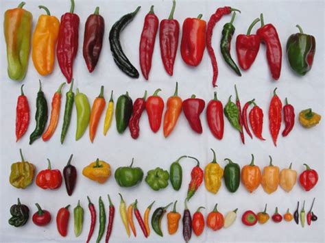 Initial Research Finds That Eating Chili Peppers Could Possibly