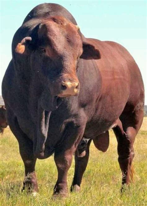 Beautiful Wildlife Bull Cow Bucking Bulls Animal Planet