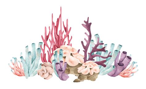 Coral Png Hd Transparent Coral Hd Png Images Pluspng