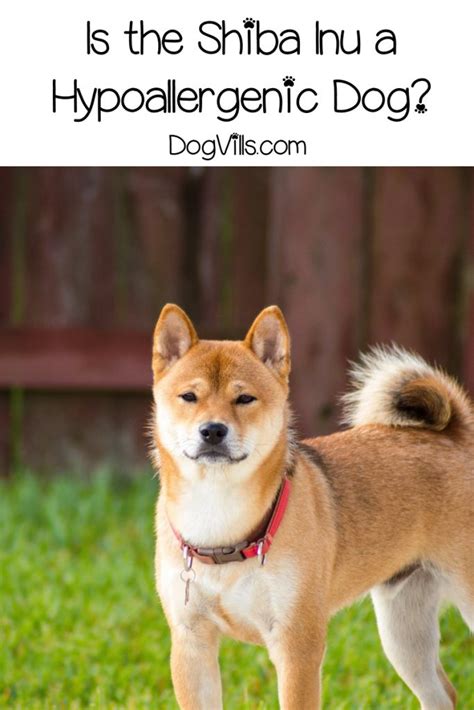 ɕiba inɯ) is a breed of hunting dog from japan. Is Shiba Inu Hypoallergenic? -DogVills