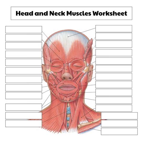 Muscles Head And Neck Diagram Printable Diagram Muscle Anatomy Images