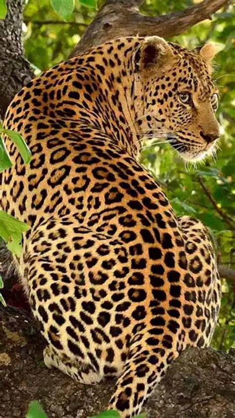 Pin by Տɑᖇɑ ᙢᗩԲ on ც૯คυ੮ɿԲυʆՈค੮υՐᗴ Jaguar Animals