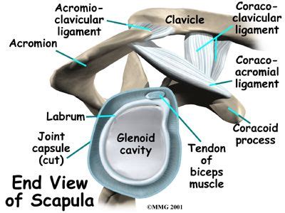 This diagram with labels depicts and explains the details of ligaments of the shoulder joint. Friday, May 20, 2011 - Invictus Fitness