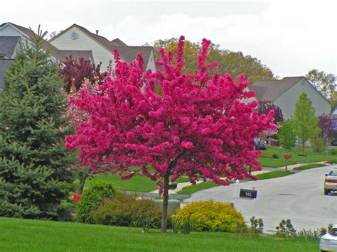 Nine Benefits Of Having Fruiting And Flowering Trees
