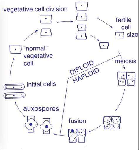 The Diatom Life Cycle Diatom Life Cycles Meiosis