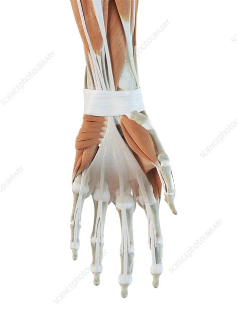 Human Hand Muscles Artwork Stock Image F0093740 Science Photo