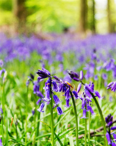 Where To See Bluebells Across Kent This Spring At Woods Gardens And