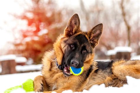 How Much Exercise Should A German Shepherd Puppy Get