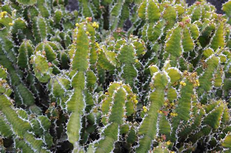 It is a succulent climbing shrub growing to 1.8 m (5 ft 11 in) tall, with densely spiny stems. Euphorbia Cactus Types - Garden Inspiration
