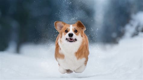 Brown White Corgi Dog Is Running In Snow Field Hd Dog Wallpapers Hd