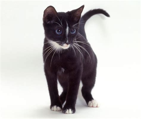 It has not grown in popularity and in 1992 there were only 10 purebred pedigree ojos azules cats in the. Ojos Azules Cat Info, History, Personality, Kittens, Diet ...