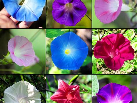 Morning Glories For The Garden Different Types Of Morning Glory Plants