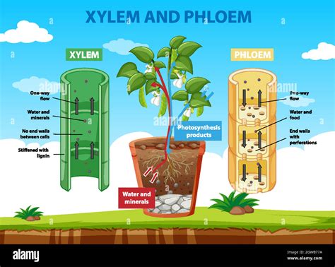 Diagram Showing Xylem And Phloem Of Plant Stock Vector Image And Art Alamy