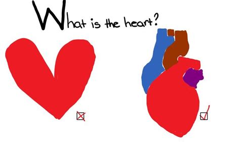 Ever Wondered Why The Hearts We Draw Look Nothing Like The Shape Of