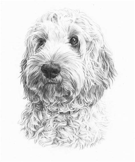 Colored Pencil Drawing Of A Mini Goldendoodle Pup Hand Drawn Vrogue
