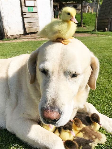 Meet The Labrador Who Adopted Nine Orphaned Ducklings Pics Hot World
