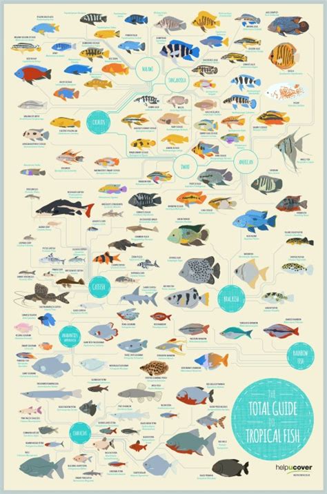 Infographic Journal The Total Guide To Tropical Fish