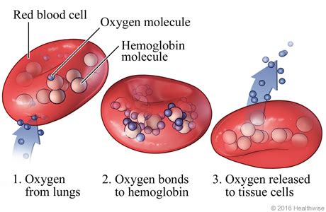 What features of rbc prevent structural deteriation? Hemoglobin