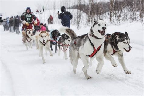 Are All Sled Dogs Huskies