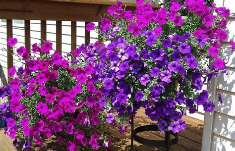 3 piante da vaso perenni pieno sole. Le piante più belle per il terrazzo o balcone, resistenti ...