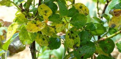 Black spots appear as circular with fringed edges on leaves. Home - Ridgeview