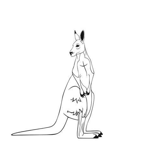 Kangaroo eating grass coloring page. Free Printable Kangaroo Coloring Pages For Kids | Animal Place