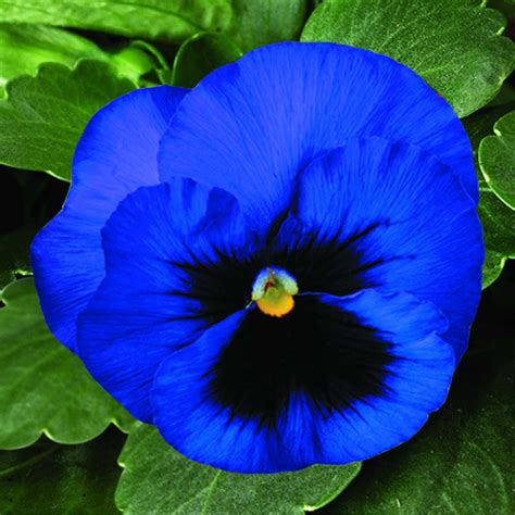 Pansy ‘delta Premium Deep Blue Syngenta Flowers 12 New Cool Weather