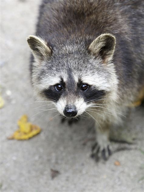 Should You Keep A Raccoon As A Pet Pet Raccoon Raccoon Cute Raccoon