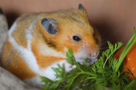 Fun Facts About Syrian Hamsters Get Ready For Cuteness